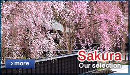 Sakura our selection
