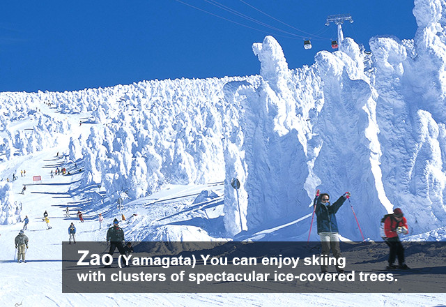 Zao You can enjoy skiing with clusters of spectacular ice-covered trees.