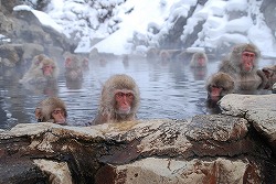 【Stay in a Special Hot-Spring Hotel】